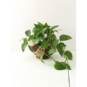 Vintage Wicker Foraging Basket Medium Handle Garden